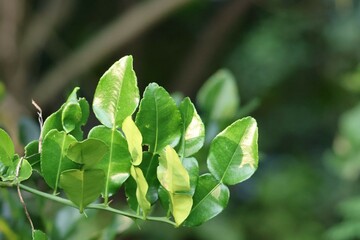 Kaffir lime leaves or lime leaves are dark green. This type of leaf is often used as a spice for cooking and to treat many diseases.