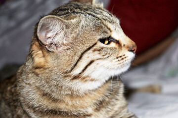 Adorable Cat Poses in the Comfort of Home