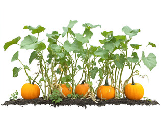 a group of pumpkins growing in the dirt

