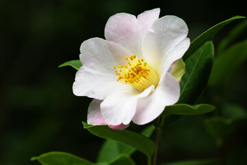 Large garden flower in nature