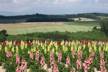 Flower Fields and Rolling Hills