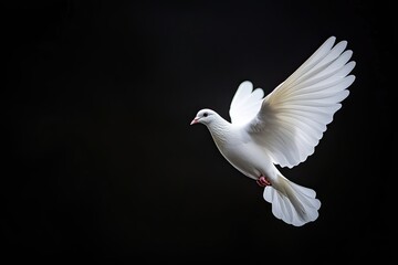 Obraz premium White dove flying on black background and Clipping path .freedom concept and international day of peace