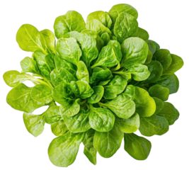 Round cluster of fresh purslane leaves isolated on transparent background, perfect for salads or food designs.