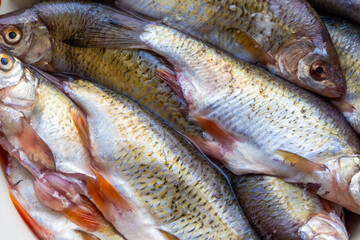 pile of gutted and scaled uncooked freshwater roach fish with heads, closeup full-frame background