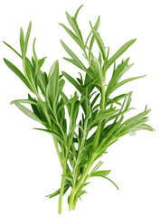 Fototapeta premium Fresh tarragon leaves isolated on transparent background. Perfect for culinary use.