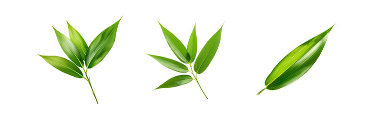 Fototapeta premium Three isolated green leaves on a white background.