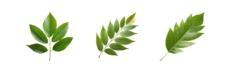 Fototapeta premium Three isolated green leaf sprigs with detailed veins, on a white background.