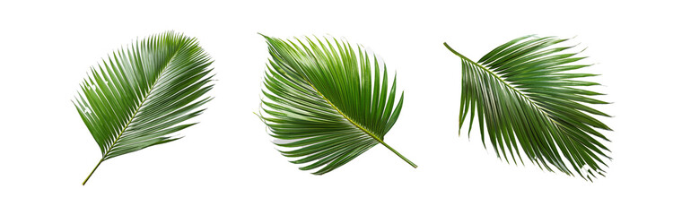 Obraz premium Three green palm leaves are isolated on a white background with geometric pattern behind them.