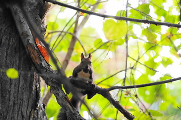 クルミを食べるエゾリス