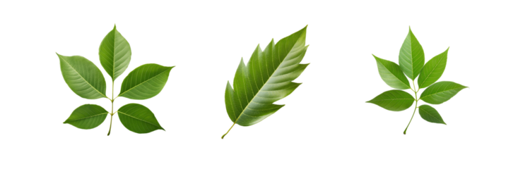Three isolated green leaves with visible veins on a white background.