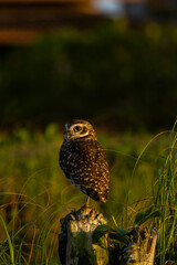 Coruja-buraqueira de Frente para o Mar em Peruíbe, São Paulo, Brasil