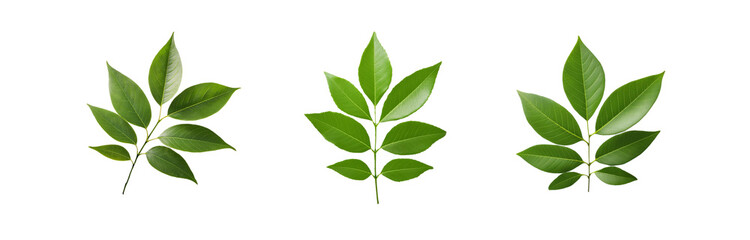 Fototapeta premium Three isolated sprigs of green leaves with visible veins on a white background.