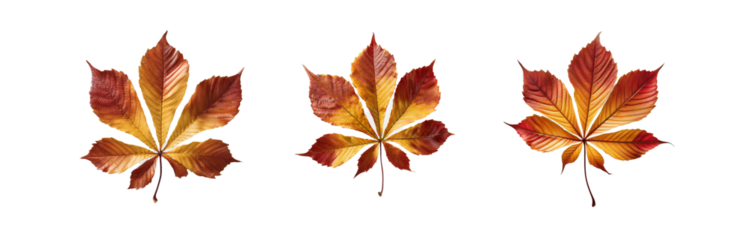 Three isolated autumn leaves with orange, yellow, and red hues on a white background.