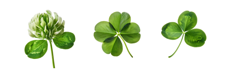 Three isolated four-leaf clovers and one clover bloom on white background.