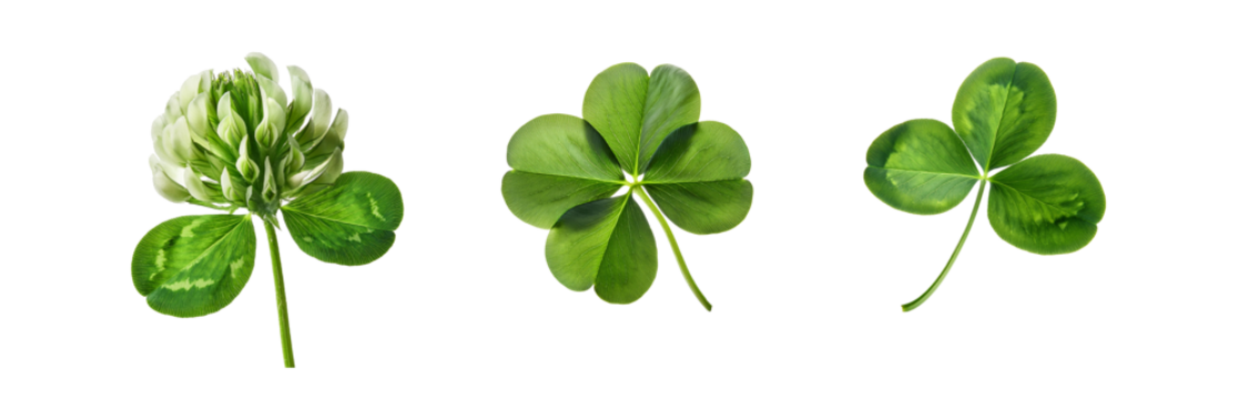 Three isolated four-leaf clovers and one clover bloom on white background.