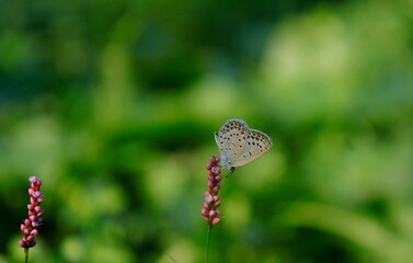 イヌタデの花にとまるヤマトシジミ蝶