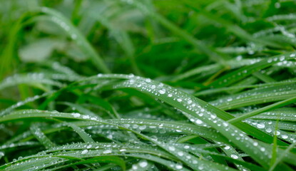 バックグラウンド：一面の水滴がついた草
