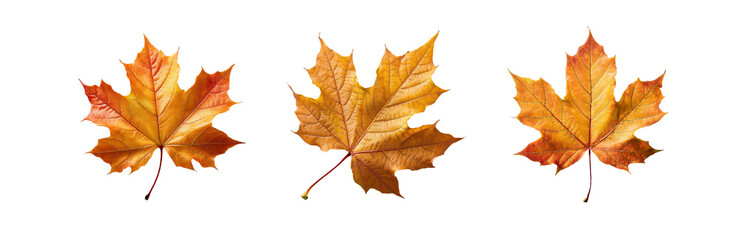 Obraz premium Three isolated maple leaves, with veins showing, are on a white background.