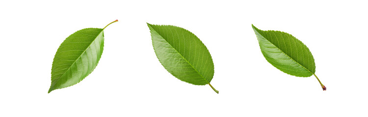 Obraz premium Three green leaves, isolated and arranged in a row, against a white background.