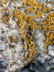 Dry moss in the yard.Macro photography
