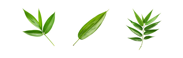 Fototapeta premium Three green leaves isolated on a white background.