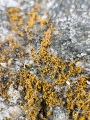 Dry moss in the yard.Macro photography