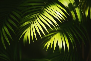 Fototapeta premium Palm leaves creating a multi-layered visual impact