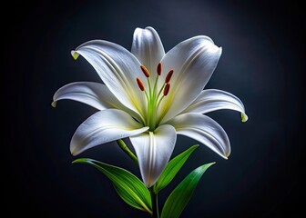 Delicate white lily blooms against a dark backdrop, embodying nature's purity and grace, while evoking a serene atmosphere that captivates the soul with its beauty.