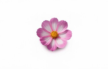 A single pink flower with a yellow center is shown against a white background.