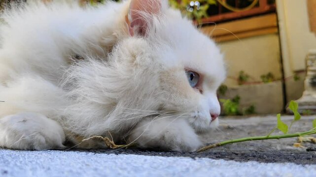 White cat is eating plant roots