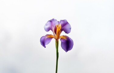 A single purple iris with a yellow center is isolated against a white background.