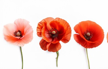 Obraz premium Three poppy flowers in a row, the leftmost flower is light pink, the center flower is orange, and the rightmost flower is red.