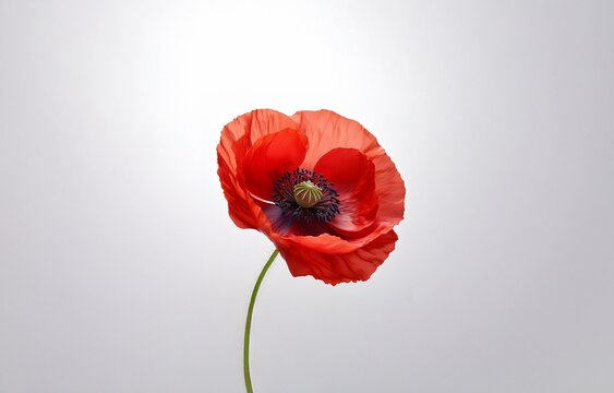 A single red poppy flower with a green stem against a plain white background.