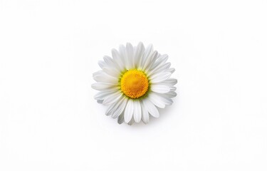 A single daisy with white petals and a bright yellow center is isolated against a white background.