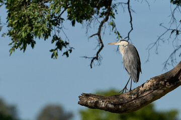 Grey Heron (Ardea cinerea) perched in a tree above a water filled lagoon in South Luangwa National Park, Zambia