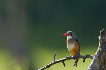 Grey-headed Kingfisher (Halcyon leucocephala) perched on a branch over a water filled lagoon in South Luangwa National Park, Zambia    