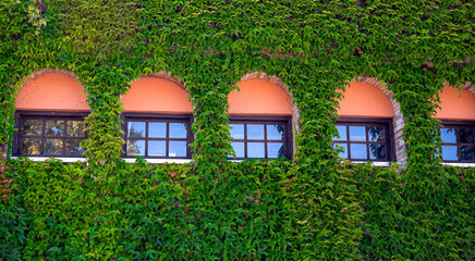 wall of an old building covered with ivy