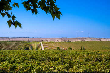 vineyards in Greece