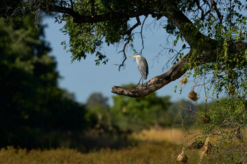 Grey Heron (Ardea cinerea) perched in a tree above a water filled lagoon in South Luangwa National Park, Zambia