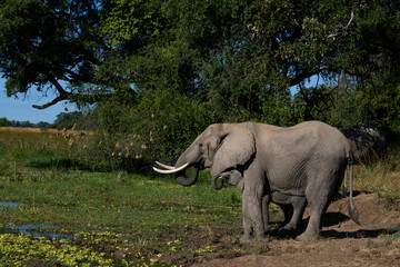 Group of African Elephant (Loxodonta africana) drinking at a lagoon in South Luangwa National Park,...