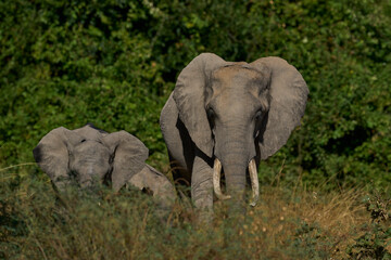 Obraz premium Group of African Elephant (Loxodonta africana) drinking at a lagoon in South Luangwa National Park, Zambia 