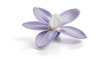 Fototapeta premium Elegant Purple Orchid on White Background