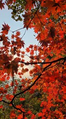 Red Maple Leaves Background in Korea Seoul.