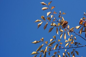 Red Maple Leaves Background in Korea Seoul.