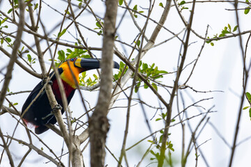 Tucano-de-bico-preto em seu Habitat Natural em Peruíbe, São Paulo, Brasil