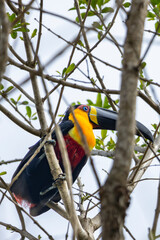 Tucano-de-bico-preto em seu Habitat Natural em Peruíbe, São Paulo, Brasil