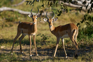 Male Impala (Aepyceros melampus) during the annual rut in South Luangwa National Park, Zambia