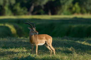 Male Impala (Aepyceros melampus) during the annual rut in South Luangwa National Park, Zambia