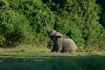 Obraz premium Group of African Elephant (Loxodonta africana) cross a water filled gulley in South Luangwa National Park, Zambia 