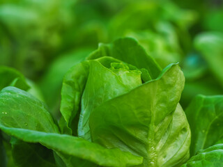 Close up Salad farm vegetable butterhead  lettuce. Close up fresh organic hydroponic vegetable plantation produce green salad hydroponic cultivate farm.